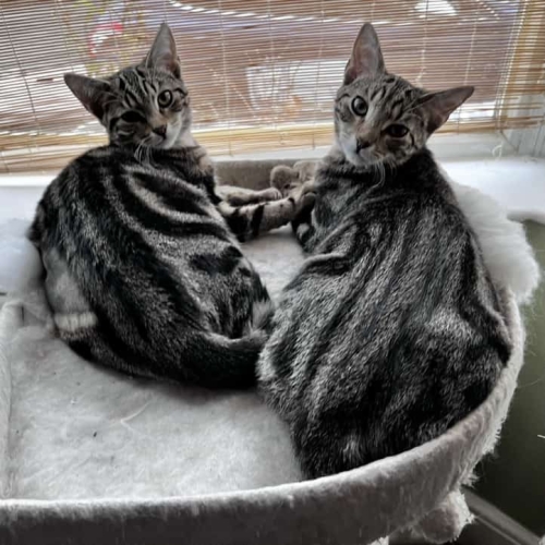 A picture of Vivian and Veronique.